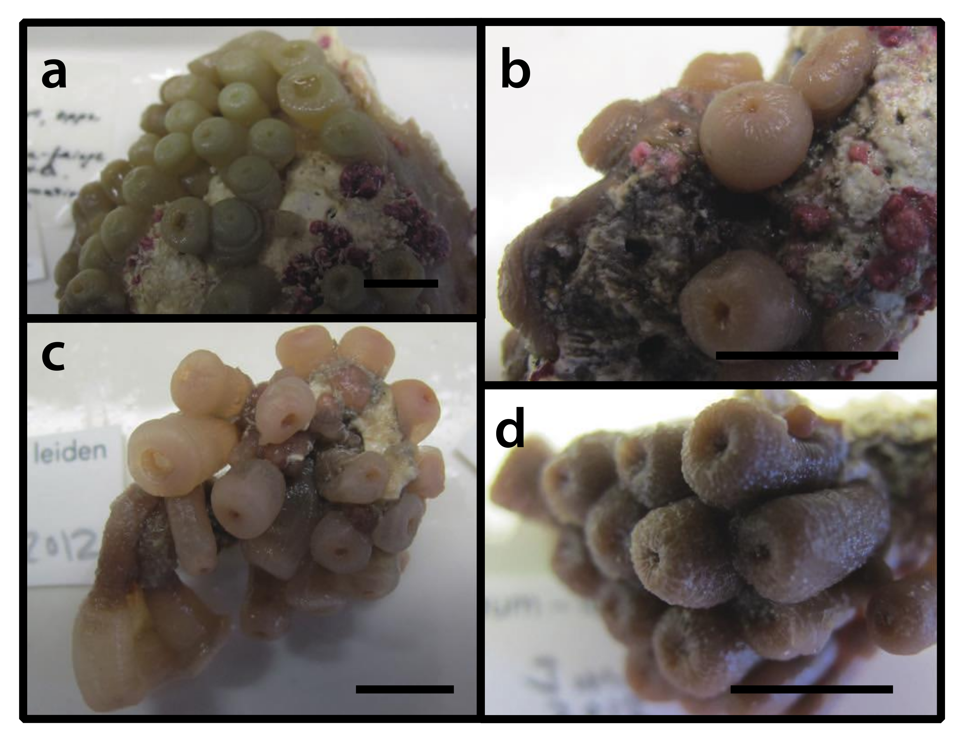 Diversity 12 00190 g025