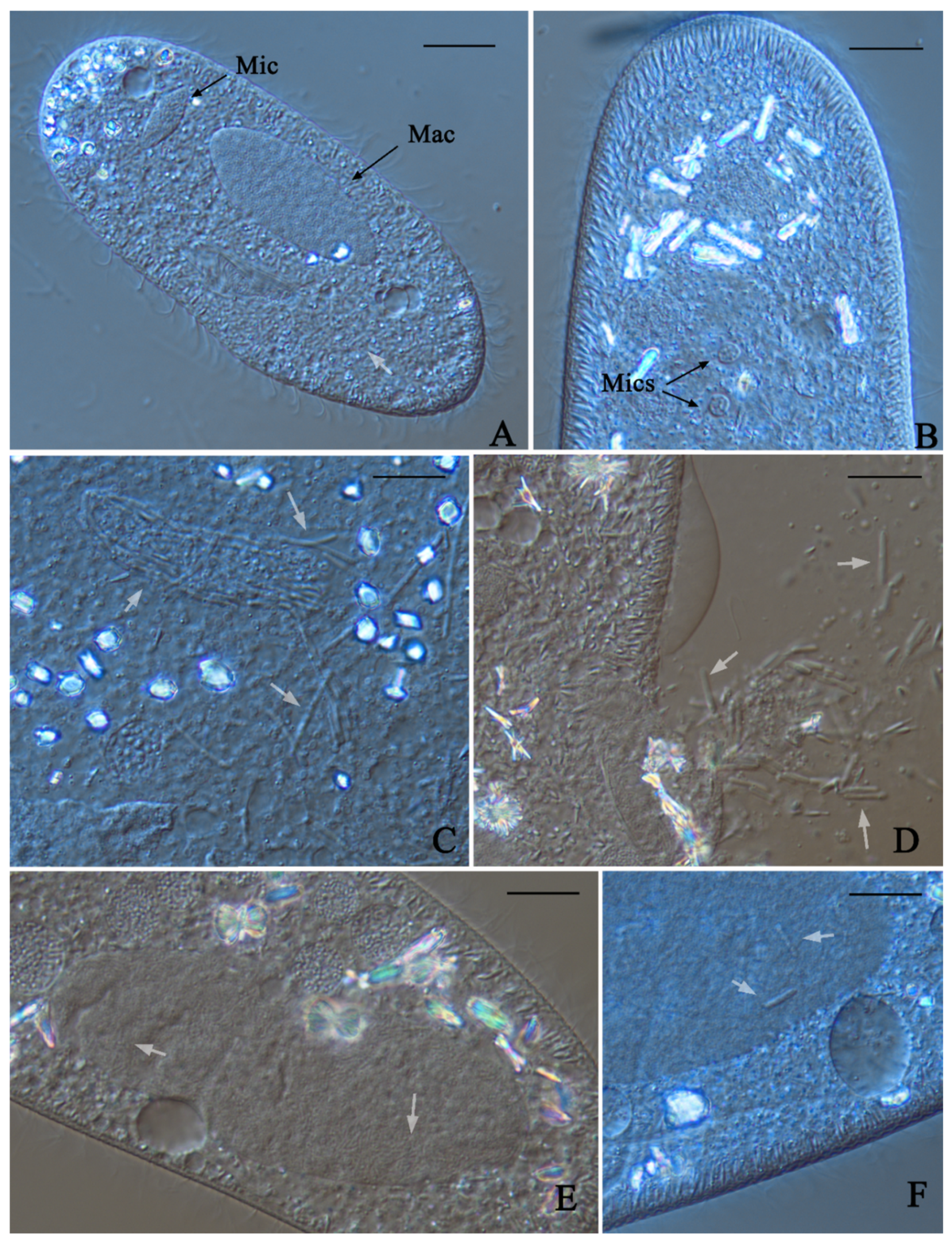 Diversity 12 00197 g001