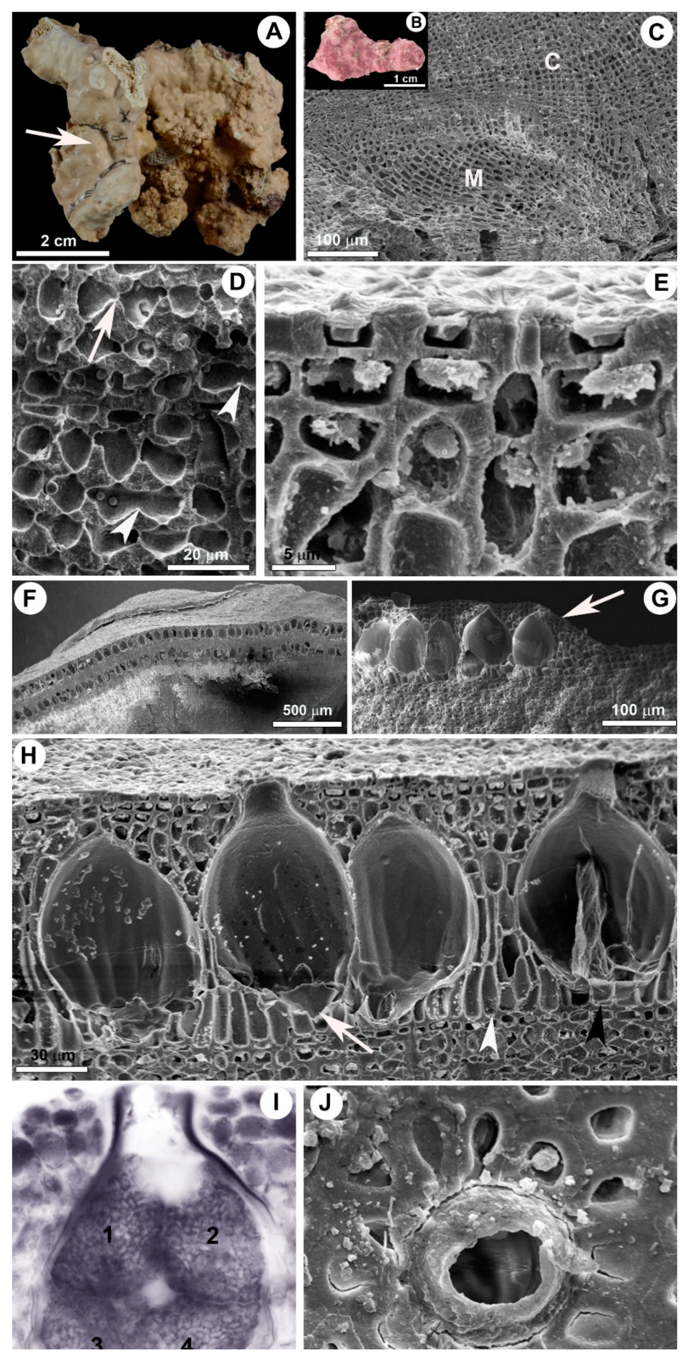 Diversity 12 00199 g003 Diversity 12 00199 g003