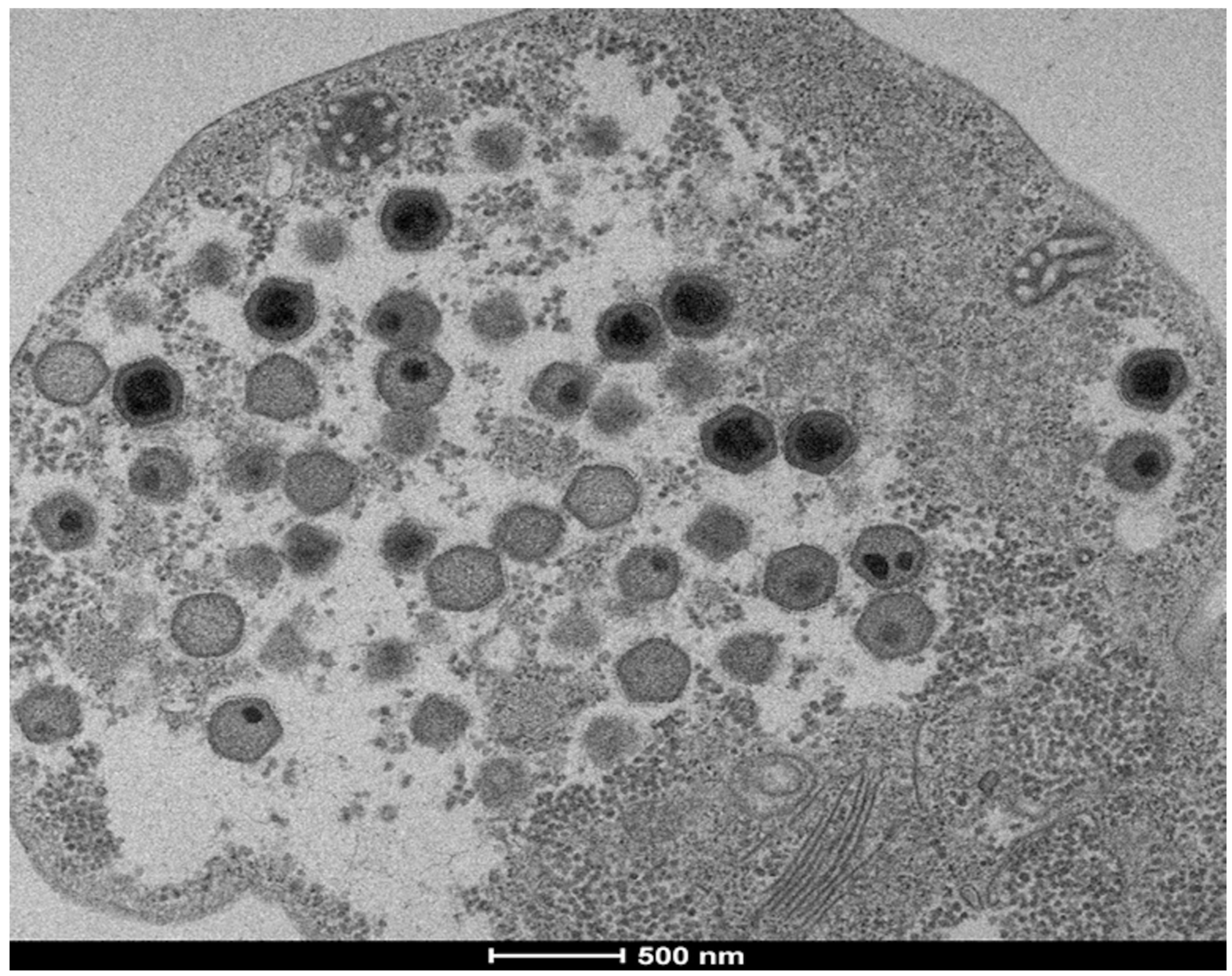 Diversity 12 00215 g001