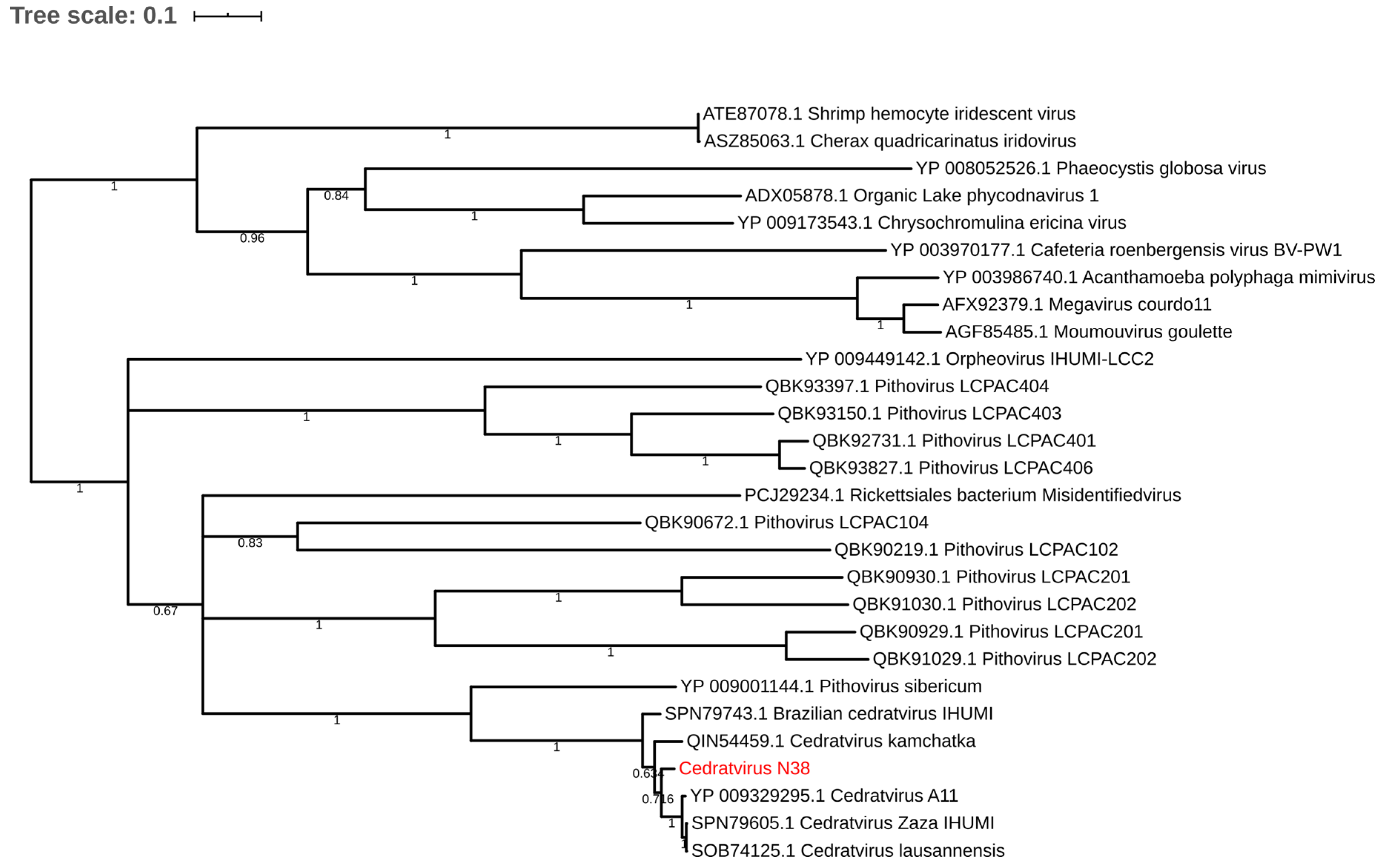 Diversity 12 00215 g004