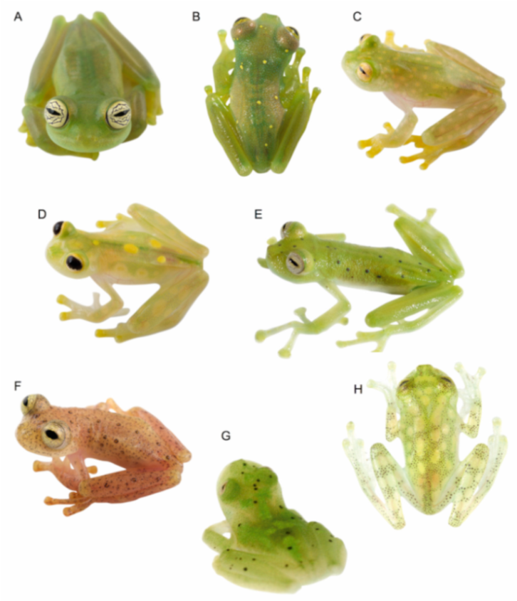 Diversity 12 00222 g002 Diversity 12 00222 g002