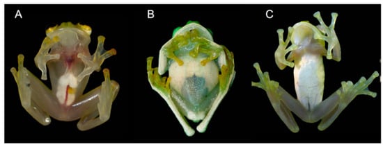 Diversity 12 00222 g003