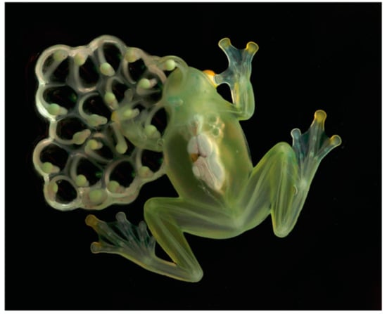 Diversity 12 00222 g005