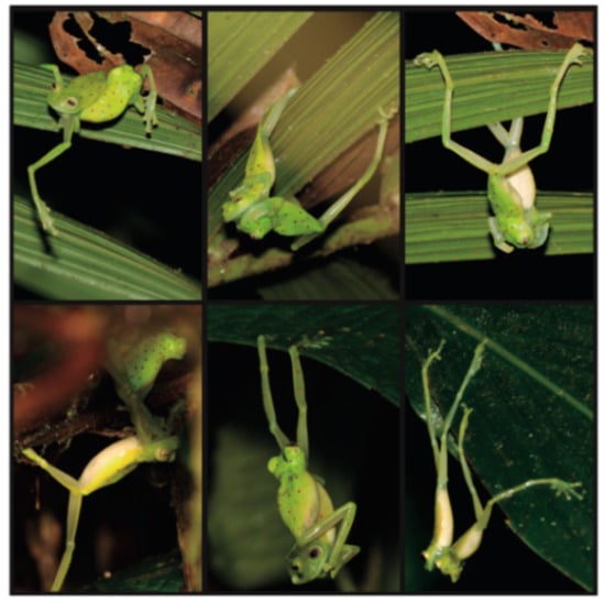 Diversity 12 00222 g006