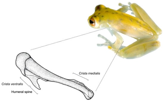 Diversity 12 00222 g007