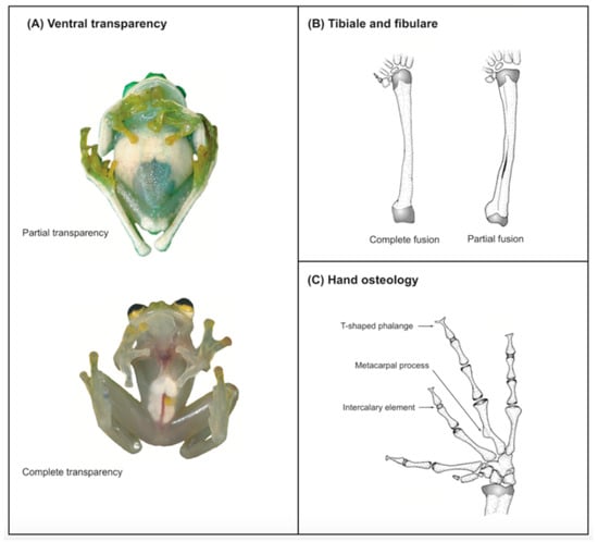 Diversity 12 00222 g008