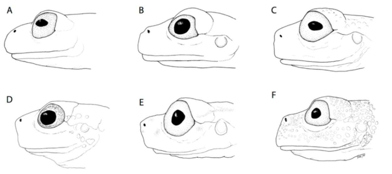 Diversity 12 00222 g010 Diversity 12 00222 g010