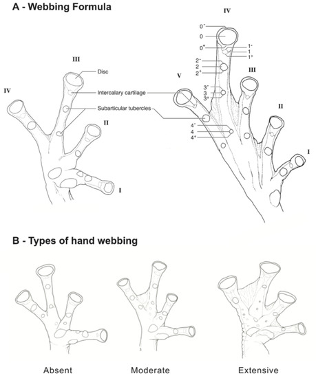 Diversity 12 00222 g011