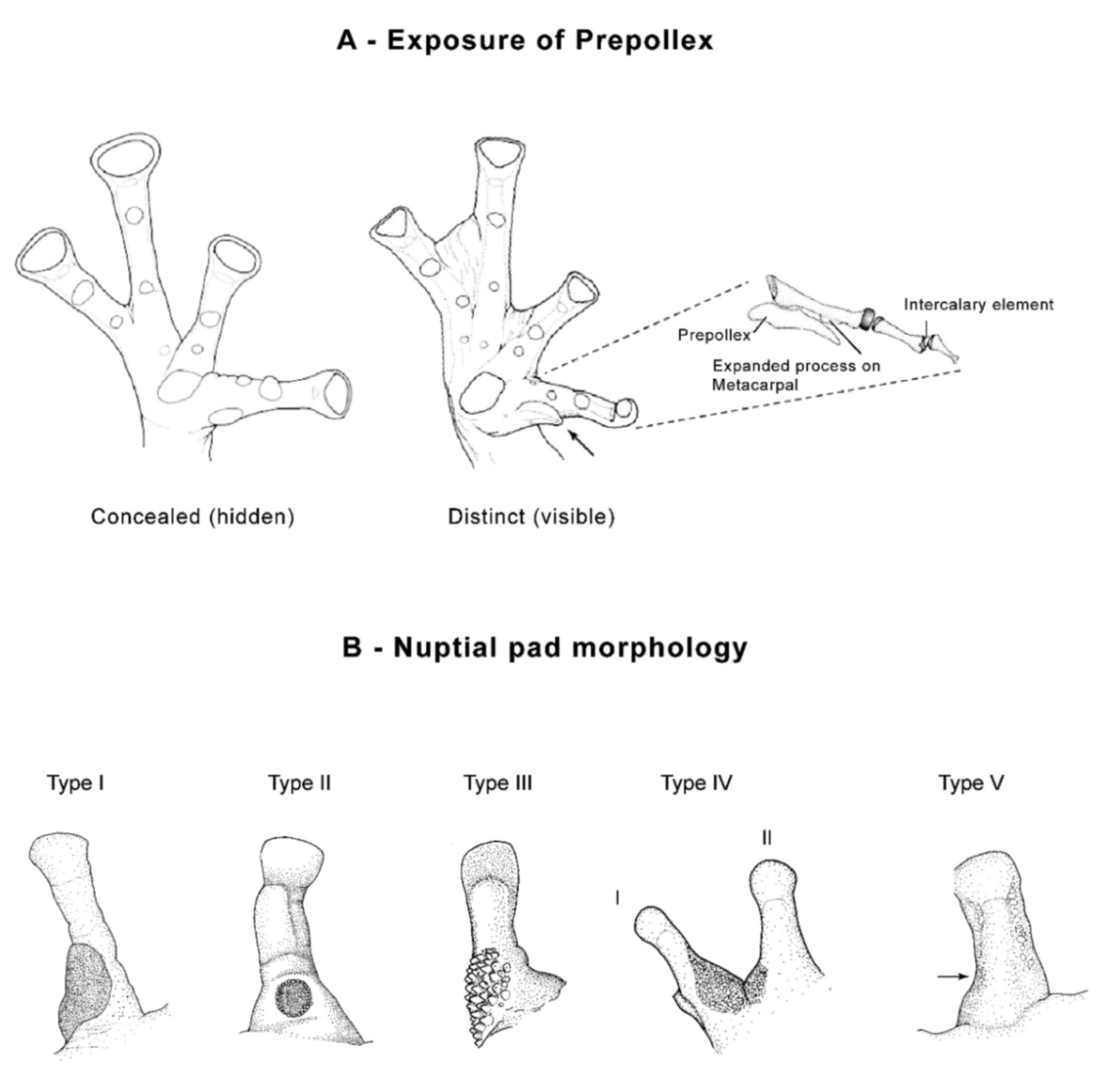 Diversity 12 00222 g012 Diversity 12 00222 g012