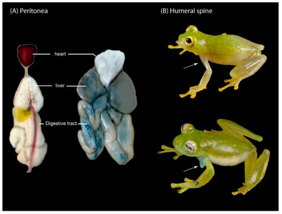 Diversity 12 00222 g013