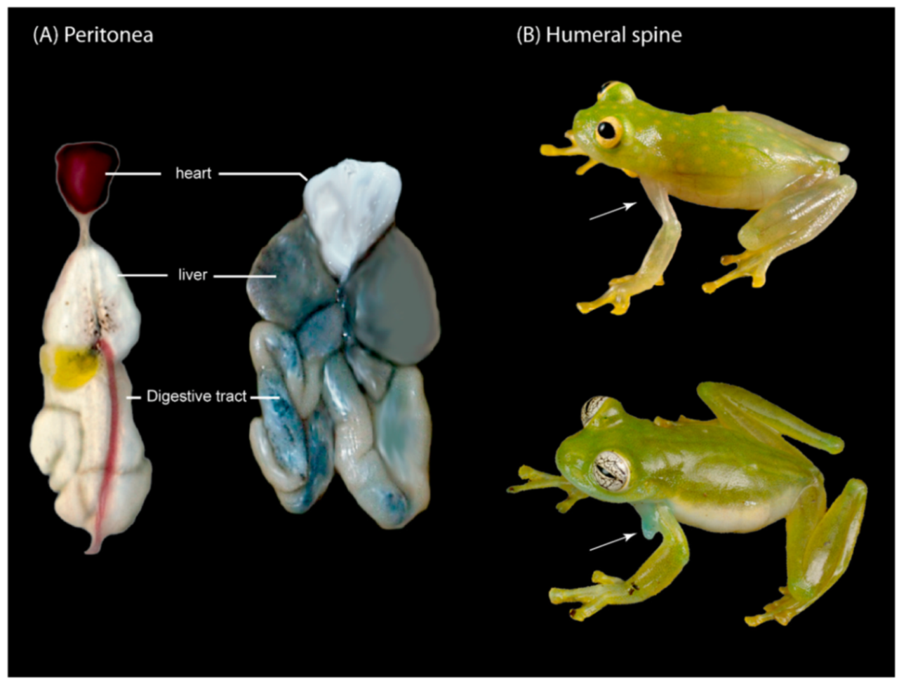 Diversity 12 00222 g013 Diversity 12 00222 g013