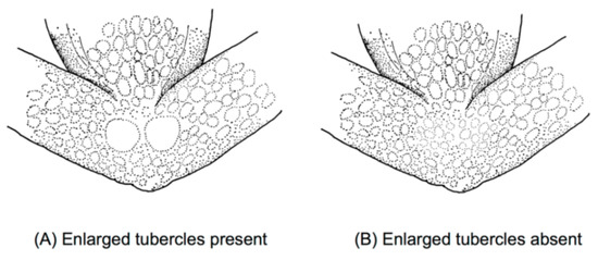 Diversity 12 00222 g015