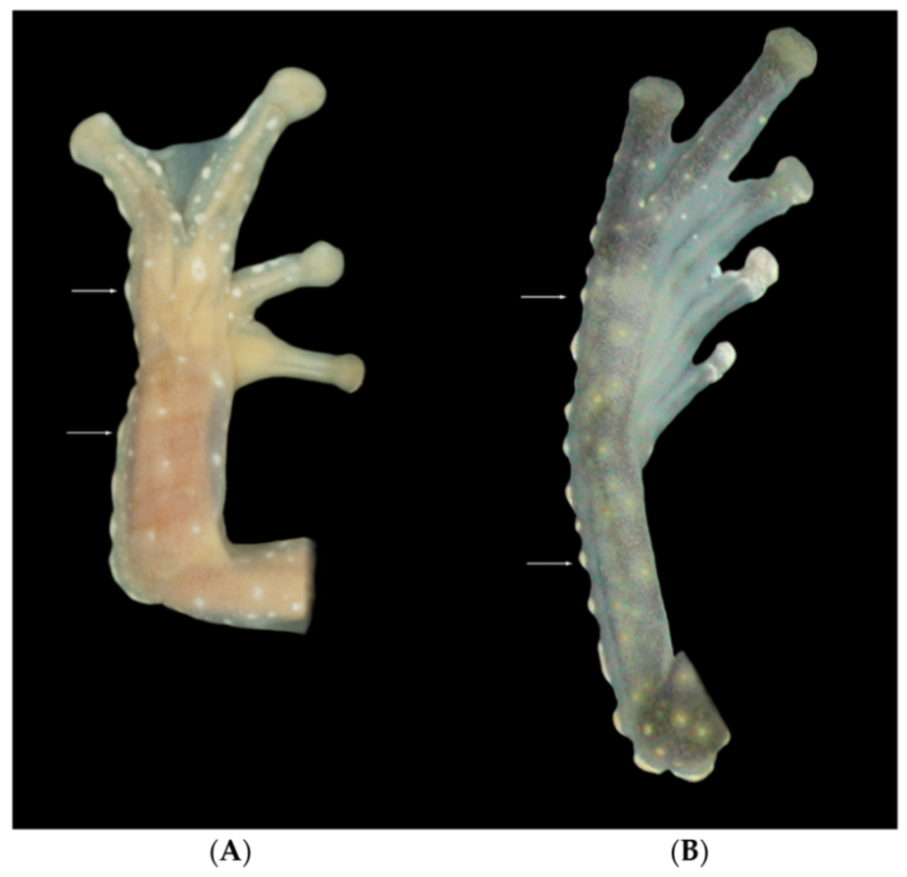 Diversity 12 00222 g016 Diversity 12 00222 g016