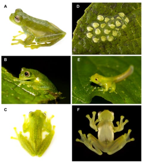 Diversity 12 00222 g020