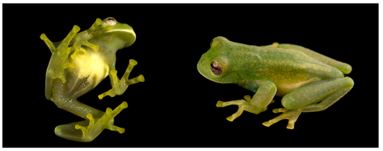 Diversity 12 00222 g025 Diversity 12 00222 g025