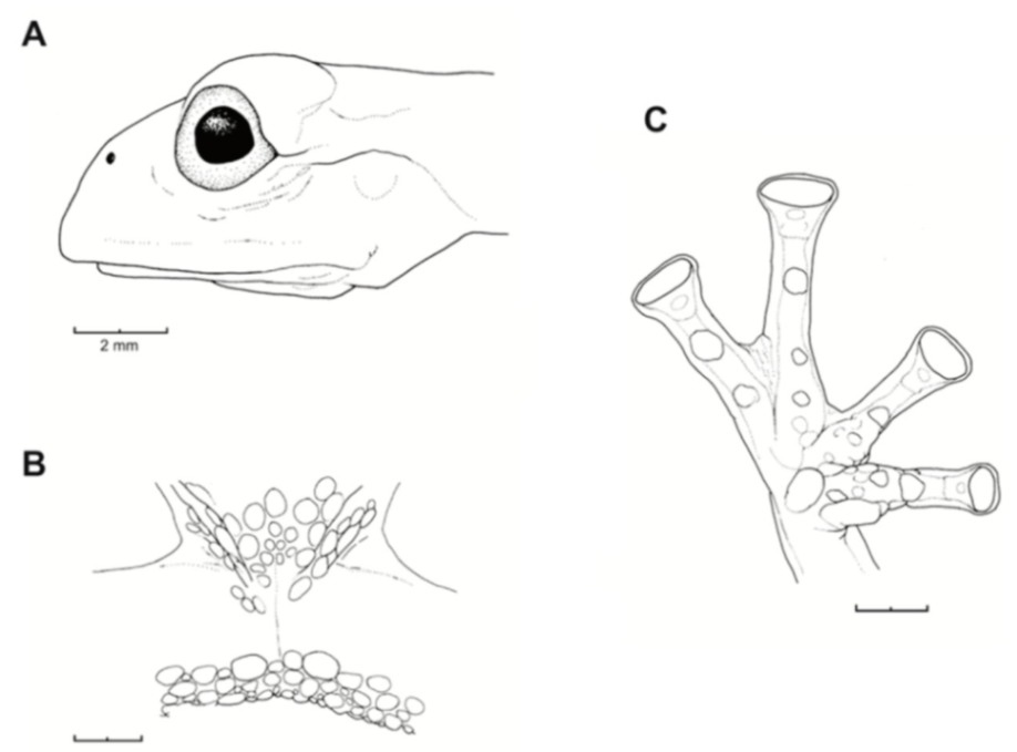 Diversity 12 00222 g026 Diversity 12 00222 g026