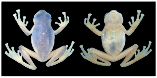 Diversity 12 00222 g027