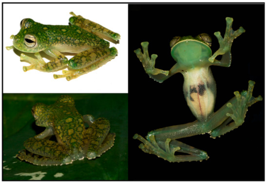 Diversity 12 00222 g030