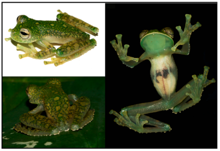 Diversity 12 00222 g030 Diversity 12 00222 g030