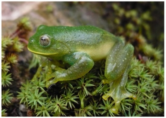 Diversity 12 00222 g032