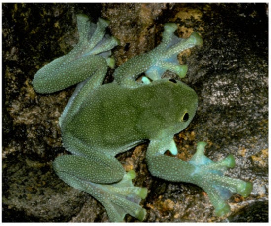 Diversity 12 00222 g034