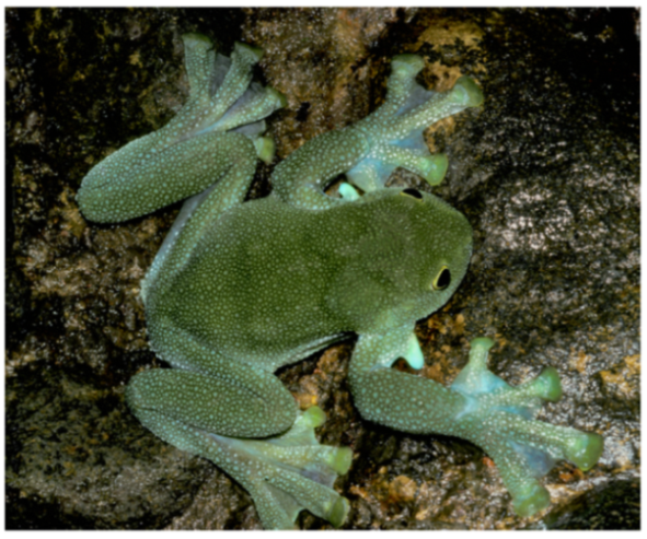 Diversity 12 00222 g034 Diversity 12 00222 g034