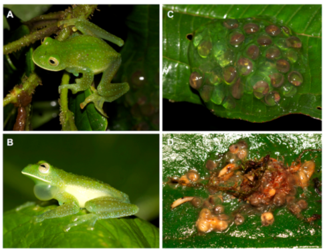 Diversity 12 00222 g037 Diversity 12 00222 g037