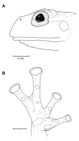 Diversity 12 00222 g038