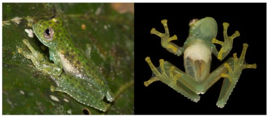 Diversity 12 00222 g041