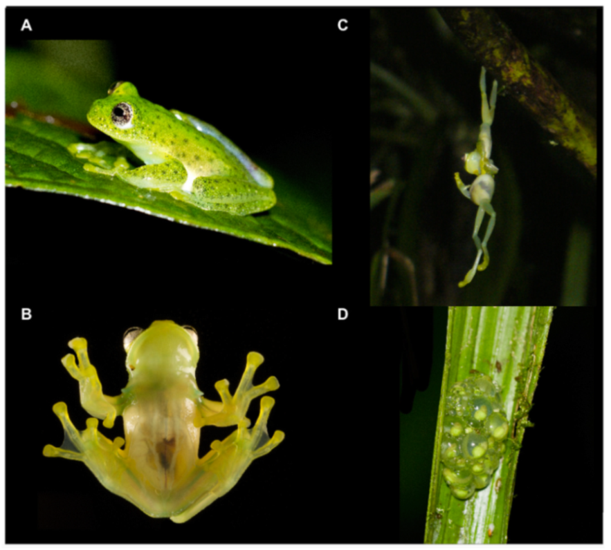 Diversity 12 00222 g043 Diversity 12 00222 g043