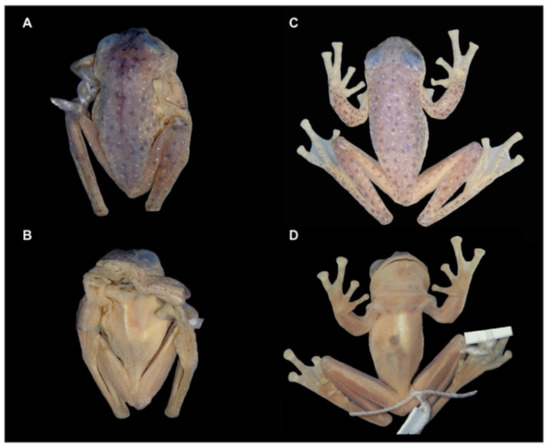 Diversity 12 00222 g044