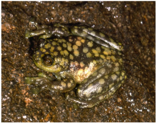 Diversity 12 00222 g047