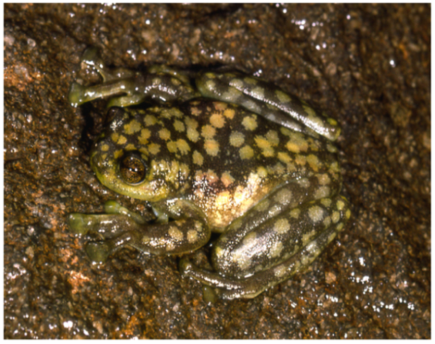 Diversity 12 00222 g047 Diversity 12 00222 g047