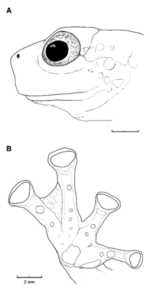 Diversity 12 00222 g048 Diversity 12 00222 g048