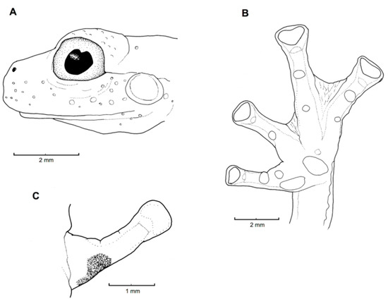 Diversity 12 00222 g051