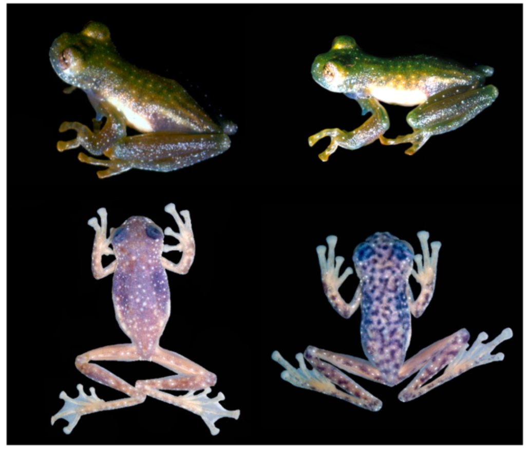 Diversity 12 00222 g054 Diversity 12 00222 g054