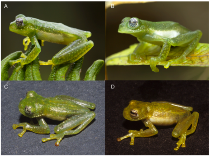 Diversity 12 00222 g057 Diversity 12 00222 g057