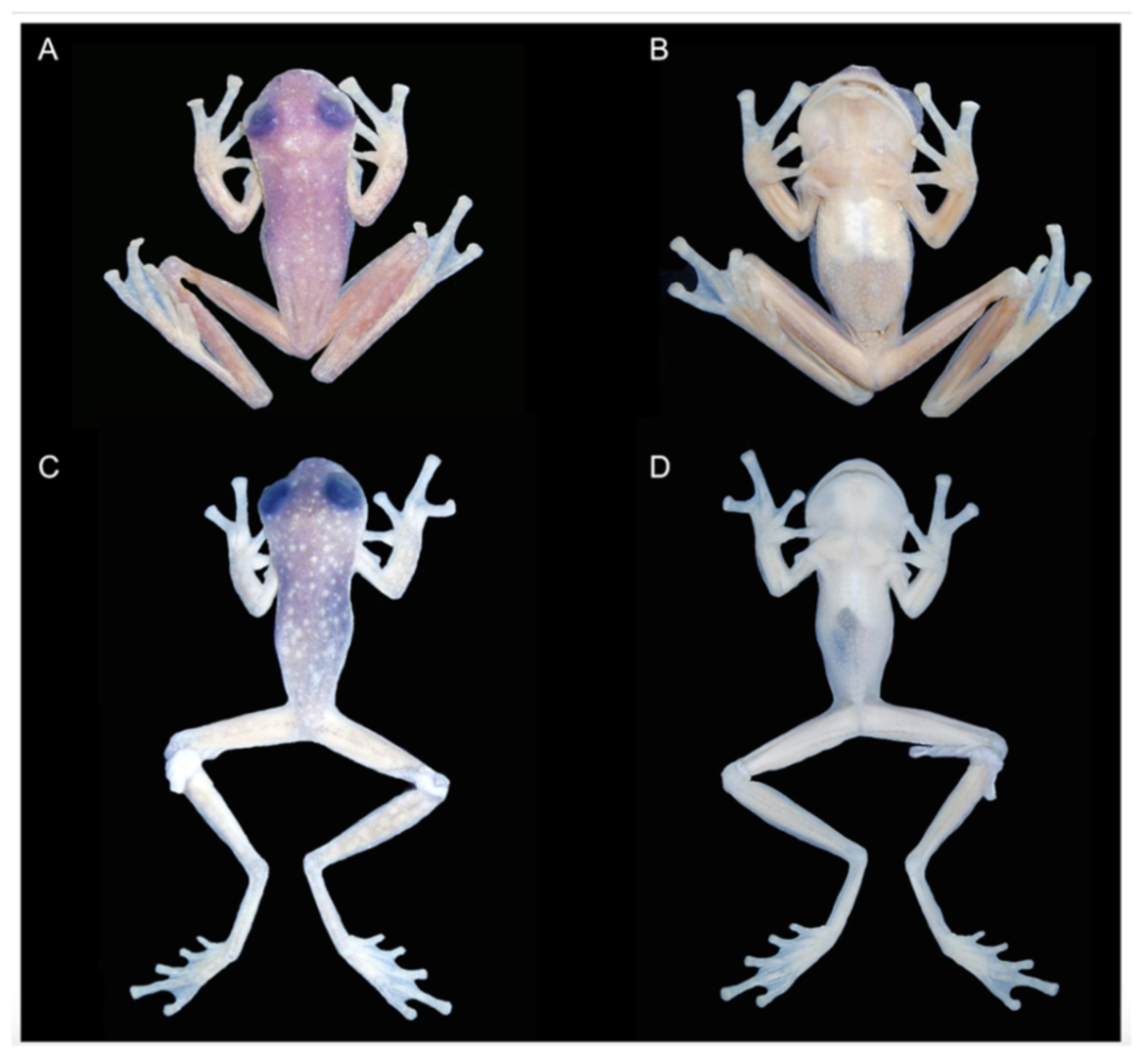 Diversity 12 00222 g059 Diversity 12 00222 g059