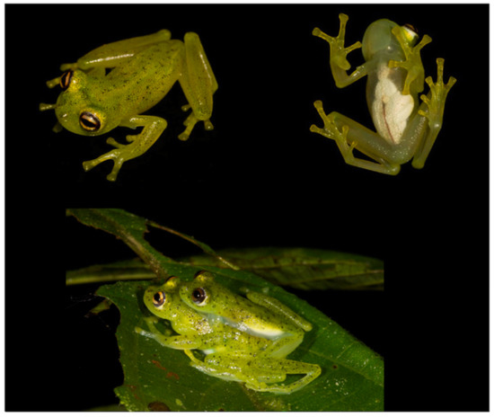 Diversity 12 00222 g062