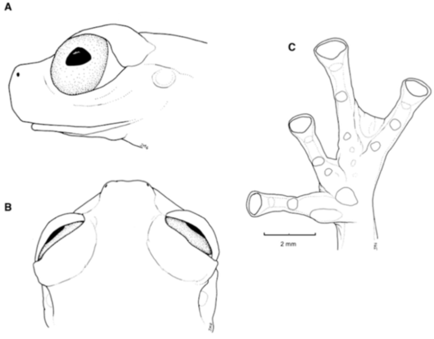 Diversity 12 00222 g063 Diversity 12 00222 g063