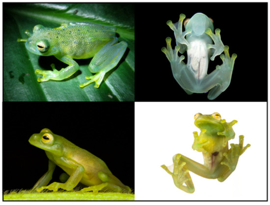 Diversity 12 00222 g067