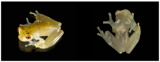 Diversity 12 00222 g070