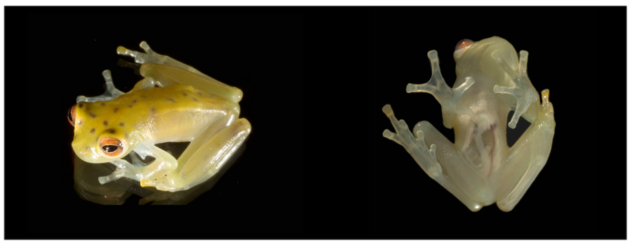 Diversity 12 00222 g070 Diversity 12 00222 g070