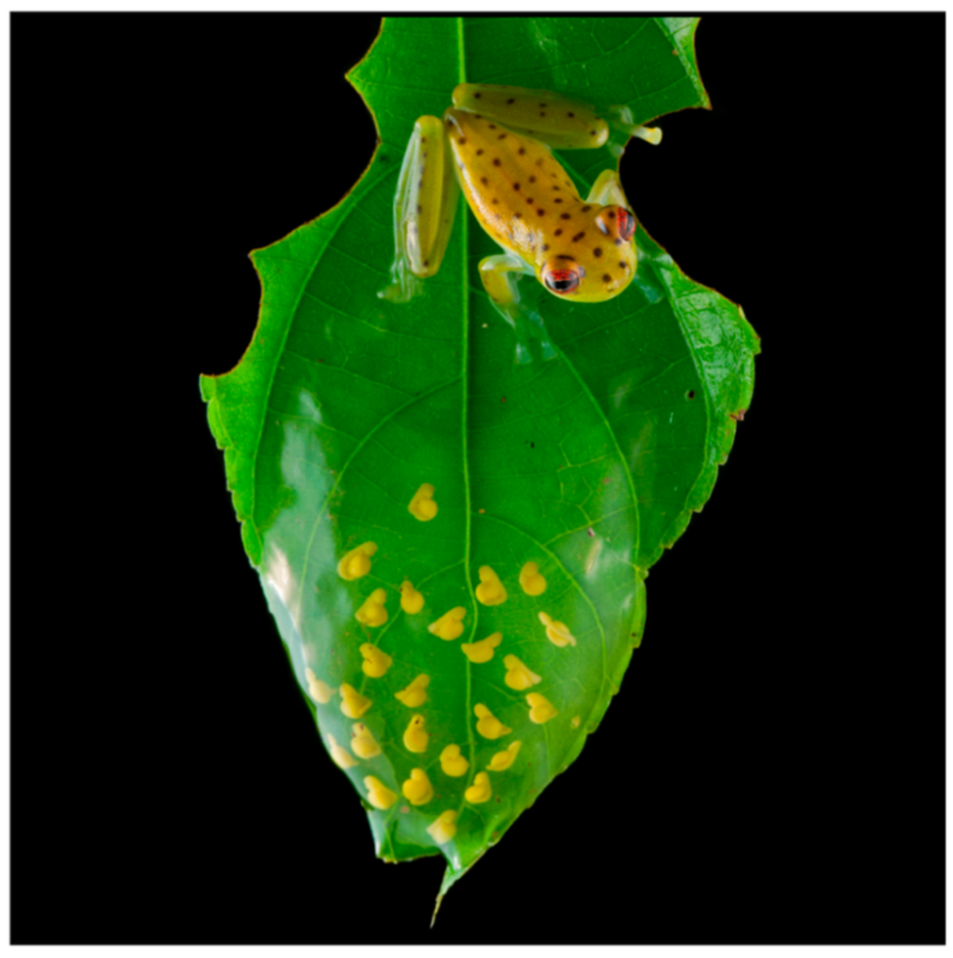 Diversity 12 00222 g071 Diversity 12 00222 g071