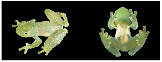 Diversity 12 00222 g074