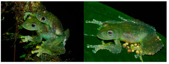 Diversity 12 00222 g077