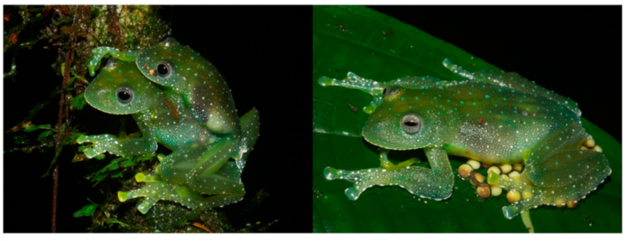 Diversity 12 00222 g077 Diversity 12 00222 g077