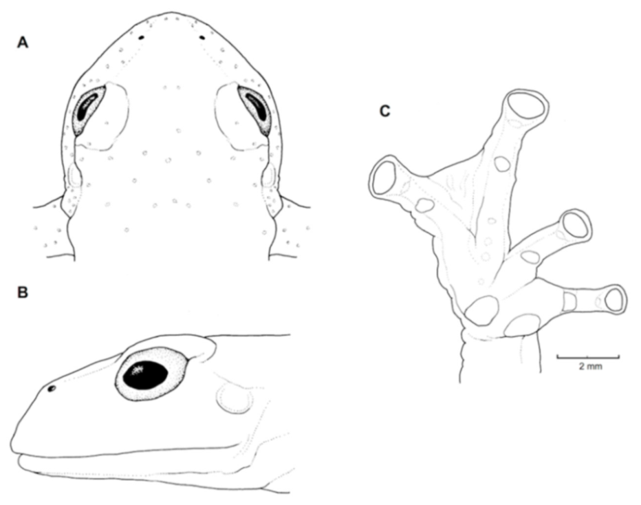 Diversity 12 00222 g078 Diversity 12 00222 g078