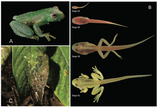 Diversity 12 00222 g079